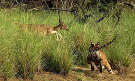 Cận cạnh hổ dùng chiêu phá bầy, truy sát hươu sao