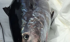 Bé trai 10 tuổi câu được cá ngừ 220 kg