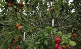 Kỳ lạ cây táo cho 250 loại quả khác nhau