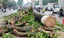 Chủ tịch Hà Nội yêu cầu khẩn trương thanh tra vụ cây xanh