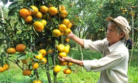 Kiếm cả trăm triệu mỗi năm nhờ trồng quýt hồng