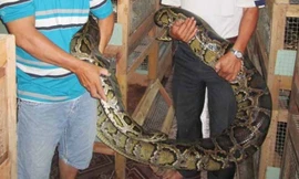Nuôi trăn trên đệm lót sinh học thu tiền tỷ