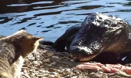 Clip mèo liều mạng vuốt má cá sấu đang ăn mồi