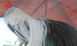 Cận cảnh những chú gà 'siêu dị' ở Bến Tre