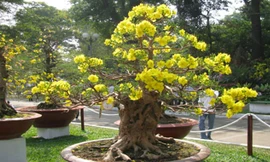 Mai bonsai dáng thế đẹp, hoa nở đều đẹp.