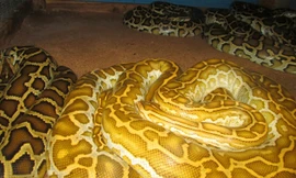 Trăn đột biến có giá “nghìn đô” ở miền Tây