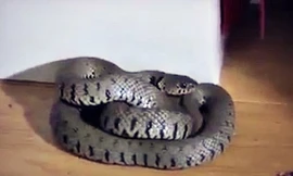 Kinh hãi phát hiện rắn 'khủng' cuộn tròn ngủ sau rèm cửa