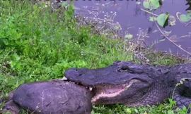 Cá sấu hung dữ vật lộn, xơi tái ...rùa