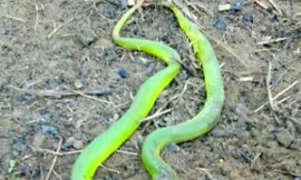 Hai con rắn lục đuôi đỏ hung dữ tấn công bà Bơi.