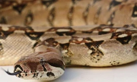 Trộm rắn ở sở thú để làm quà sinh nhật con gái