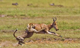 Kinh hoàng chứng kiến báo gấm rượt đuổi linh dương