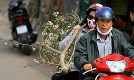 Người dân Thủ đô thích thú chơi hoa lê sau Tết