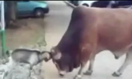 Kinh ngạc cảnh dê tí hon “đánh bại” bò khổng lồ