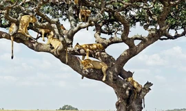 Cảnh tượng đáng kinh ngạc này được chụp tại vườn quốc gia Serengeti ở Tanzania, bởi nhiếp ảnh gia nghiệp dư Alexandr Kirichko, 50 tuổi, người Ukraina. 