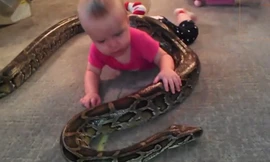 Bé 14 tháng chơi với trăn “khủng” dài 4m