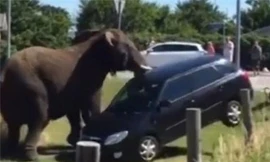 Bị đánh, voi rạp xiếc nổi điên hất tung ô tô