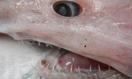 Cá mập yêu tinh được ví như 'hóa thạch sống'