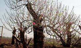 Nhiều chủ buôn cây cảnh thường có kiểu "giải vía" cho cây để thuận lợi trong việc bán hoặc cho thuê.