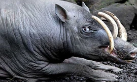 .Sở dĩ chúng được cho là kỳ lạ, bởi loài lợn này có bộ răng nanh cùng 2 chiếc “sừng” mọc ở sống mũi.