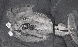 Hóa thạch của loài Odaria alata. Ảnh: Jean Bernard Caron/Royal Ontario Museum.