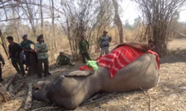 Một trong 4 con voi nhà chết trong năm 2015. Ảnh do Trung tâm Bảo tồn voi Đắk Lắk cung cấp.