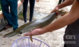 Cá sấu hỏa tiễn mà người dân bắt được.