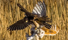 Chim cắt và cú lợn ác chiến giành mồi trên không trung