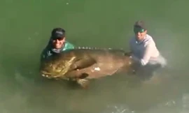 Choáng váng khi câu được cá khổng lồ 200kg