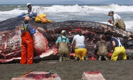 Cuộc "khám nghiệm tử thi" được tiến hành ngay tại bờ biển.