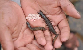 "Rết nước" là món đặc sản của người Hà Nhì, Dao đỏ... 