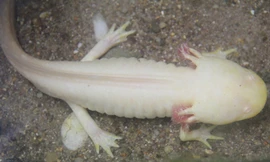 Điểm đặc biệt là có 6 sừng 2 bên đầu.