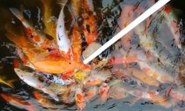 Cá 'bú bình' ngộ nghĩnh xuất hiện ở Việt Nam