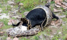 Nhiếp ảnh gia Roni Choudhury đã chứng kiến khoảnh khắc trên và ghi lại những hình ảnh hết sức chân thực. Nguồn: Barcroft India.