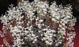 Được đồn thổi là "siêu thần dược", lan kim tuyến đã bị khai thác đến cạn kiệt.