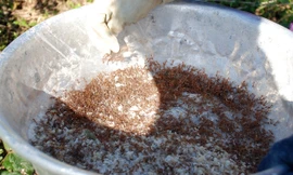 Săn trứng kiến giữa rừng sâu kiếm tiền triệu