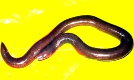 Loài ếch giun mới được phát hiện cho khoa học có tại VQG Phong Nha - Kẻ Bàng.