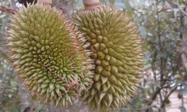 Lứa sầu riêng chuẩn bị cho thu hoạch tại huyện Đạ Huoai.