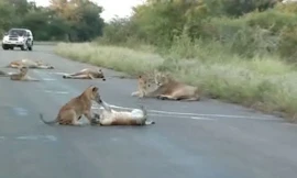 Sư tử bố, mẹ đã dẫn đàn con của mình tràn ra con đường chạy ngang qua vườn quốc gia Kruger, Nam Phi để ngủ.