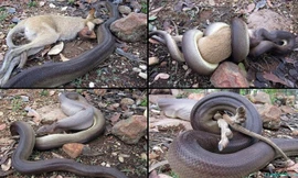 Những loài biến Australia thành nơi đáng sợ nhất thế giới