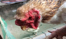 Mí mắt của gà thuần chủng.