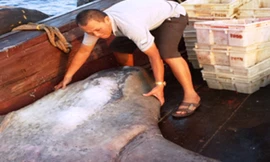 Cá Mặt trăng mắc lưới ngư dân Thanh Hóa, dài 1,8m, bề rộng tính cả hai vây 1,8m và nặng gần 300kg.