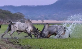 Khoảnh khắc hai con bò rừng đực lao vào nhau quyết chiến tranh giành bạn tình trong đàn của chúng.
