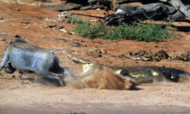 Lợn rừng suýt chết trong hàm răng sắc nhọn của cá sấu