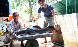 Con cá lăng có chiều dài hơn 1m, trọng lượng 28kg.