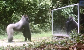  Động vật lạ lẫm khi soi gương