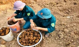 Những viên bom bi lộ thiên sau mưa được thu gom. Ảnh Nhạc Phi/Người Lao động