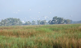 Cánh cò rợp trời Tràm Chim mùa nước nổi