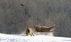 Vội vã vồ mồi, hổ đói ngã ngửa trên mặt tuyết