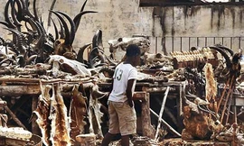 Một góc chợ buôn bán tà thuật lớn nhất thế giới - Marché des Féticheurs.