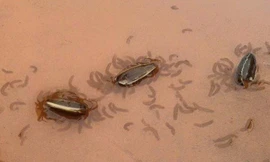 Giải thích hiện tượng sinh vật lạ trong hạt hướng dương